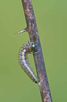 Falcate Orangetip caterpillar beginning to pupate